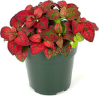 Hypoestes Red Splash Air Purifying Houseplants, 2" Pot