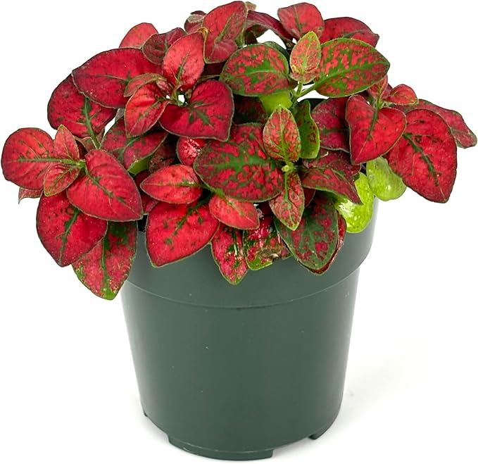 Hypoestes Red Splash Air Purifying Houseplants, 2" Pot