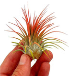 ragnaroc Air Plants - Tillandsia Ionantha, Regular 2-3" - 1ct - Organically Enhanced Color - Live Arrival Guaranteed - House Plants for Home Decor & Gift, Coral