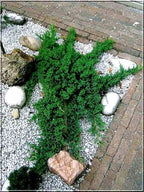 RedCrocus Greenmound Juniper – Evergreen Ground Cover, Drought Tolerant, Pet Safe, Suitable for Containers & Landscaping, Zone 5-9 3 Gallon