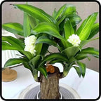 Brazilian Lucky Wood, Brazil's Lucky Tree Doesn't Need to Wait to Sprout, Hydroponic Stump for Purifying Indoor Air, Office Desk Decorations Plant Pot (A)