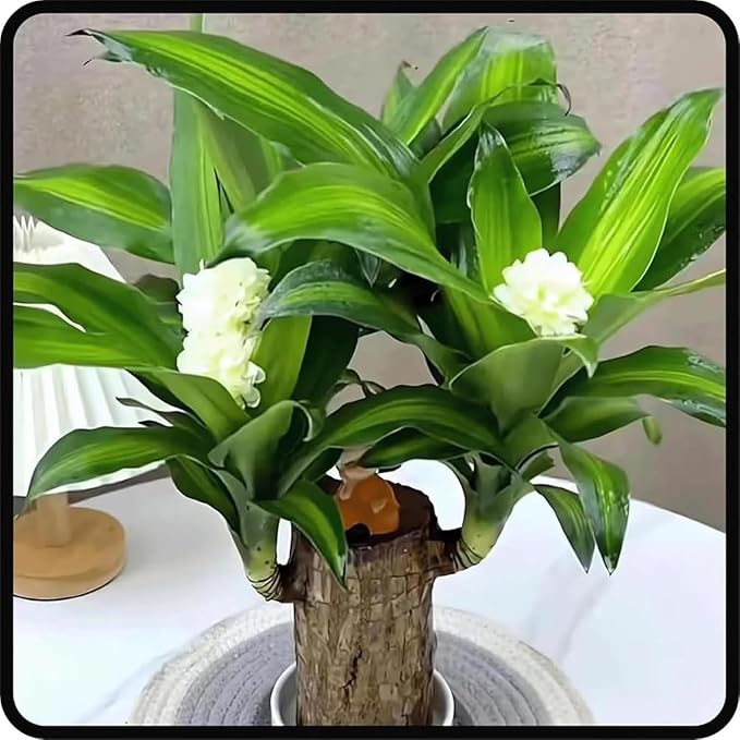 Brazilian Lucky Wood, Brazil's Lucky Tree Doesn't Need to Wait to Sprout, Hydroponic Stump for Purifying Indoor Air, Office Desk Decorations Plant Pot (C)