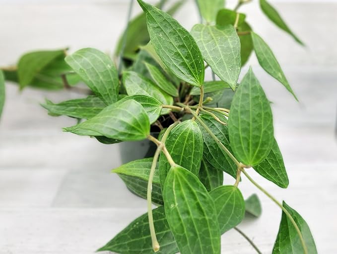 Hoya macrophylla Green Plant in 4 inch Pot Nursery Plant Pot Live Rare Exotic Tropical Indoor House Plants Easy to Grow Housewarming Gift Decoration Gift for Home or Office by 3exoticgreen