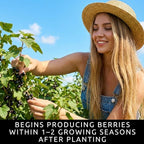 3 Black Currant Plants Live Seedlings | Edible Berry Bushes | Cold Hardy Fruit Shrubs | Outdoor Garden Planting | Backyard Landscaping (3 Seedlings)