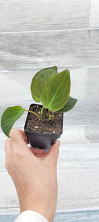 Philodendron Micans Live Rare House Plants - Fully Rooted Indoor Plants in 3" Pot by 3exoticgreen | Premium Philodendron Plant Live Houseplants for Home and Office Decor