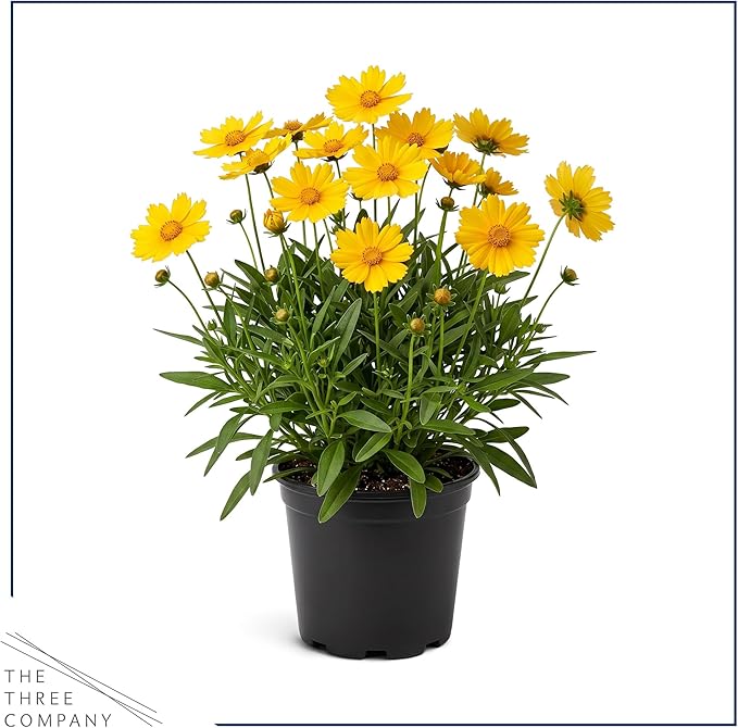 Live Coreopsis - Yellow, Live Flowering Perennial, Beautiful Spring and Summer Blooms, 12" Tall by 6" Wide in 2 Qt Pot