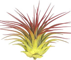 Rainbow Tillandsia Air Plant, Tillandsia Air Plant, Airplant, Air Purification, House Plant, Home Decor & Gift, Live Plant, Healthy Arrival Guarantee (Yellow/Red)
