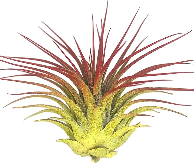 Rainbow Tillandsia Air Plant, Tillandsia Air Plant, Airplant, Air Purification, House Plant, Home Decor & Gift, Live Plant, Healthy Arrival Guarantee (Yellow/Red)