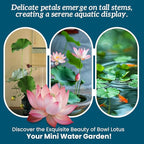 Lotus Seeds for Planting in Water | 30 PCS Mixed Color Bowl Lotus Seeds for Indoor Bonsai, Outdoor Ponds & Garden | Non-GMO Water Lily Aquatic Plant Seeds