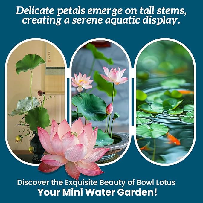 Lotus Seeds for Planting in Water – 160 PCS Mixed Bowl Lotus Seeds, Water Lily & Water Plants for Ponds, Live Pond Plants for Outdoor Ponds, Floating Pond Plants – Indoor Bonsai, Garden, Koi Pond