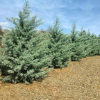 Brighter Blooms - Carolina Sapphire Cypress Tree, 1-2 ft. - No Shipping to AK, AZ, HI