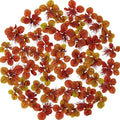 30 Red Root Floater Plants Live, Red Root Floater Live Plant, Vibrant Aquarium Plants for Indoor and Outdoor Gardens