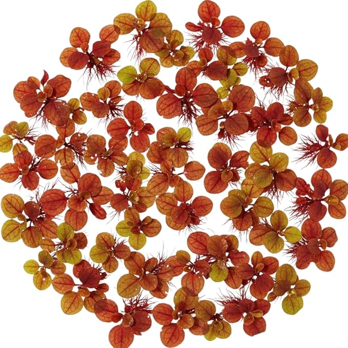 30 Red Root Floater Plants Live, Red Root Floater Live Plant, Vibrant Aquarium Plants for Indoor and Outdoor Gardens