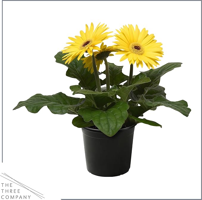 Live Flowering Gerbera Daisies - Yellow (2 Plants Per Pack) - Beautiful Spring Flowers - 12" Tall by 5" Wide in 1 Qt Pot