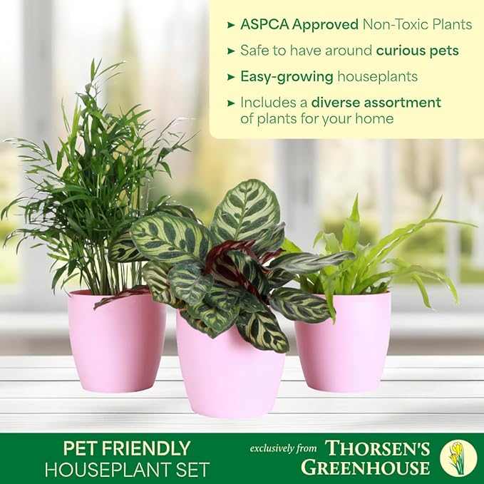 Thorsen's Greenhouse Live Pet Friendly Indoor Houseplants, Live Plants, Safe for Pets, 4" Diameter Pot, 3-Pack (Gold)