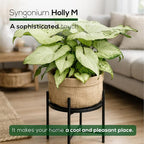Syngonium Holly M (4 Pack) Live Starter Plants, Variegated Arrowhead Vine Houseplants, Easy Care Indoor Tropical Plants Live, Decorative Foliage Plants
