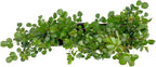 4 Pink Carpet Rose in 3.5” Nursery Cubes (Rosa ‘Flower Cover Pink’) | Low-Growing Groundcover Rose Shrub for Borders, Containers, and Mass Plantings | Ready-to-Plant Live Starter Plants