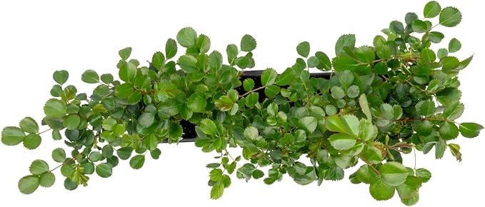 4 Pink Carpet Rose in 3.5” Nursery Cubes (Rosa ‘Flower Cover Pink’) | Low-Growing Groundcover Rose Shrub for Borders, Containers, and Mass Plantings | Ready-to-Plant Live Starter Plants