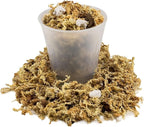 Gardenera Premium PHALAENOPSIS Imperial Orchid Potting Mix - Hand Mixed in Small Batches | Great for Phalaenopsis of All Kinds - 1 Quart Bag
