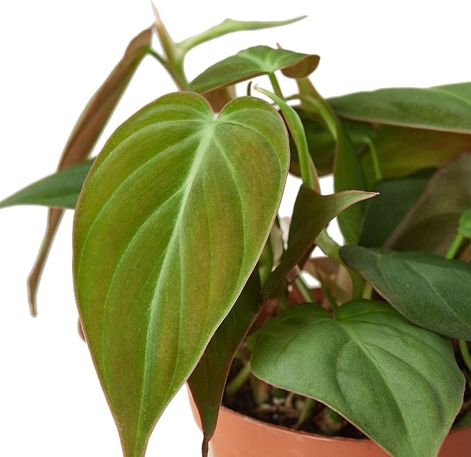 Philodendron Velvet Live Plant for Indoor | Different Houseplants in 4'' & 6'' Pot | Real House Plant for Living Room, Office, Desk & Bathroom | Micans Heart-Leaf