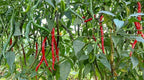 Cayenne Long Slim Pepper Plants- Three (3) Live Plants – Non-GMO - Not Seeds – Each 4"-8" Tall in 4 Inch Pots - Medium Heat, Dries Well