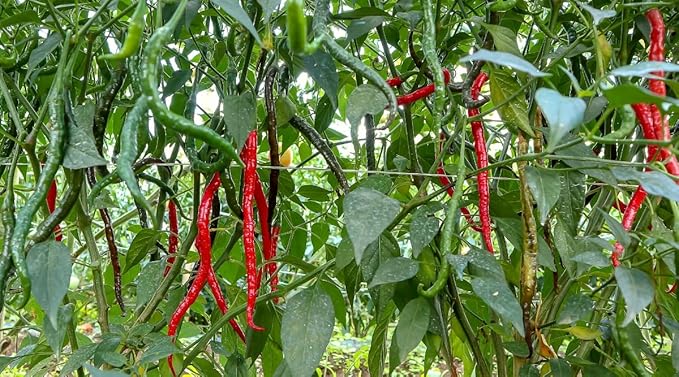 Cayenne Long Slim Pepper Plants- Three (3) Live Plants – Non-GMO - Not Seeds – Each 4"-8" Tall in 4 Inch Pots - Medium Heat, Dries Well