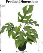 Bumble Plants Rhaphidophora Tetrasperma Mini Monstera 'Ginny' Full Size Live Houseplant | Easy Care, Live Indoor House Plants Fast-Growing Tropical Vine Air-Purifying Houseplant