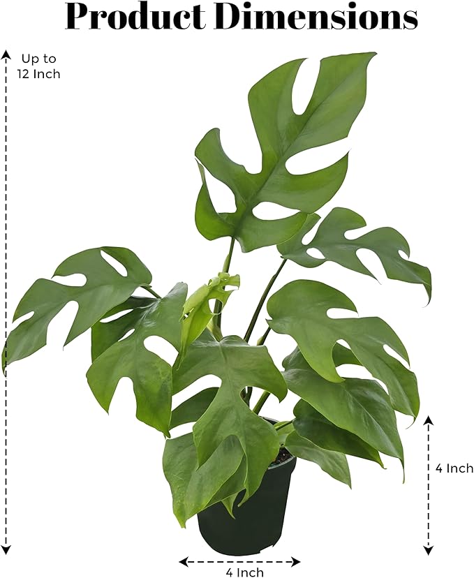 Bumble Plants Rhaphidophora Tetrasperma Mini Monstera 'Ginny' Full Size Live Houseplant | Easy Care, Live Indoor House Plants Fast-Growing Tropical Vine Air-Purifying Houseplant