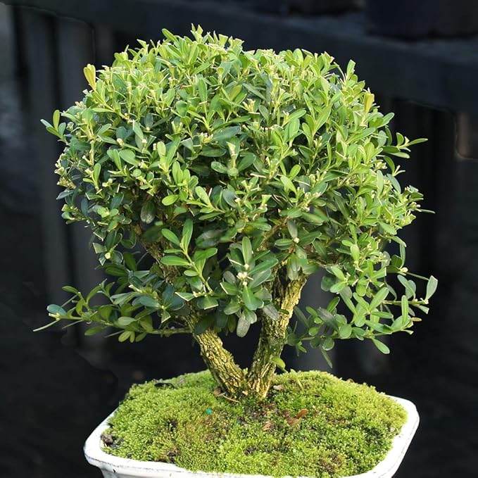 Brussel's Live Harland Boxwood Outdoor Bonsai Tree - 4 Years Old; 8" to 10" Tall with Decorative Container, Humidity Tray & Deco Rock