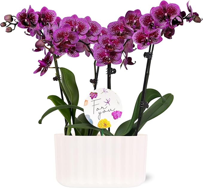 Wild Interiors Green Circle Growers 6" Double Mini Dark Purple Orchids in White Memphis Floramx Planter – Live Orchid Arrangement, Elegant Indoor Flowering Plant Gift