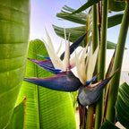 Bird of Paradise - White + Orange - Strelitzia. (2 White + 2 Orange BoP Sacs)