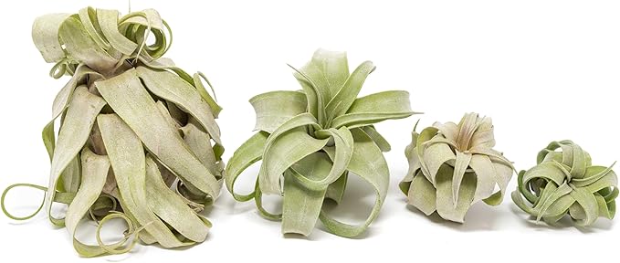 Medium Air Plants Streptophylla - Live Tillandsia Succulent House Plants - Available in Wholesale and Bulk - Home and Garden Decor - Easy Care Indoor and Outdoor Plant (Pack of 1)