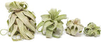 Medium Air Plants Streptophylla - Live Tillandsia Succulent House Plants - Available in Wholesale and Bulk - Home and Garden Decor - Easy Care Indoor and Outdoor Plant (Pack of 1)