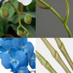 FagusHome 32 Inch Artificial Phalaenopsis Flowers 6 Pcs Artificial Orchid Flowers Stem Plants for Home Décor (Blue)