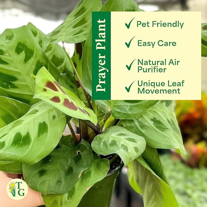 Thorsen's Greenhouse Green Prayer Plant, Live Indoor Plant, Pet Friendly, Uncommon Houseplant, Green Maranta, Easy to Grow, 4" Diameter Pot (Sage)