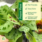 Thorsen's Greenhouse Green Prayer Plant, Live Indoor Plant, Pet Friendly, Uncommon Houseplant, Green Maranta, Easy to Grow, 4" Diameter Pot (Nursery Pot)