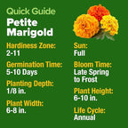HOME GROWN Petite French Marigold Seeds 329+ Flower Seeds for Planting Outdoors Non GMO Easy to Grow Companion Plant & Quick Blooming Pollinator Heirloom Wildflower Seed (Tagetes patula)