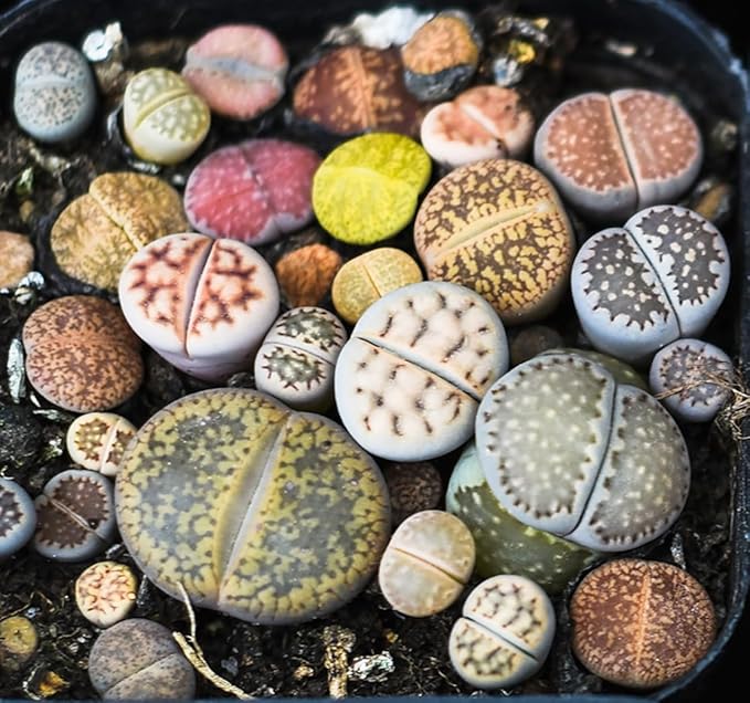 Lithops Seed Mix Fresh Harvest 25 Seeds Huge Variety of Species Beautiful Colorful Faces Variable Colors Patterns High Germination Rate Grow Your Own Lithops Living Stone (25 Mix Lithops Seeds)