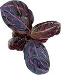 PLANTVERS Live Calathea Plant in 2" Grow Pot – Easy Care & Low Maintenance Tropical Houseplant – Air Purifying Indoor Plant for Low Light & Home Décor (Calathea Roseopicta ‘Dottie’)