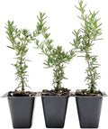 3 Creeping Rosemary in 2.5” Nursery Cubes (Rosmarinus officinalis ‘Prostratus’) | Evergreen Aromatic Groundcover Herb for Rock Gardens, Walls & Containers | Ready-to-Plant Live Starter Plants