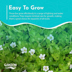 Live Aquarium Moneywort Bacopa (Monnieri) Plants - Long Lasting & Easy to Maintain - Removing Excess Nitrates - Promote High Water Quality - Stunning Appearance - Bunch