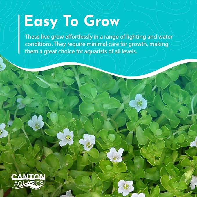 Live Aquarium Moneywort Bacopa (Monnieri) Plants - Long Lasting & Easy to Maintain - Removing Excess Nitrates - Promote High Water Quality - Stunning Appearance - Bunch