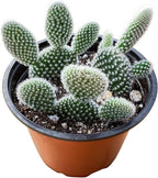 Live Succulents 'Bunny Ear Cactus' (4-inch), Succulent Plants Fully Rooted in Pots with Soil, Easy-Care House Plant for DIY, Home Office Decor, Wedding Party Favor