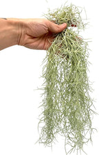 ragnaroc Tillandsia Usneoides ‘Thick-Colombian Spanish Moss’ - ragnaroc Indoor Tropical Plant 16” / 9 oz - Live Arrival Guaranteed - Live Air Plant & House Plants for Home Decor & Gift
