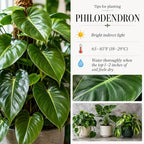 Variegated Philodendron Live Plant, Rare Indoor Houseplant Live Well Rooted 5-7 Inches, Container Growing, Home Office Decor (Pink Philodendron)