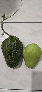Rare Black/Dark Green Chayote – King Kong Early Variety – Sprouted & Ready to Grow – Live Chayote Squash (Pack of 2)