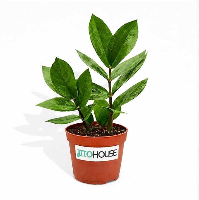 Live Air Purifying ZZ Plant in 4” Pot – Low Maintenance Zamioculcas Zamiifolia Indoor Houseplant | Easy Care Fast Growing Plant for Home, Office & Apartment - JitoHouse