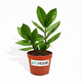 Live Air Purifying ZZ Plant in 4” Pot – Low Maintenance Zamioculcas Zamiifolia Indoor Houseplant | Easy Care Fast Growing Plant for Home, Office & Apartment - JitoHouse