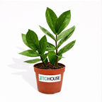 Live Air Purifying ZZ Plant in 4” Pot – Low Maintenance Zamioculcas Zamiifolia Indoor Houseplant | Easy Care Fast Growing Plant for Home, Office & Apartment - JitoHouse