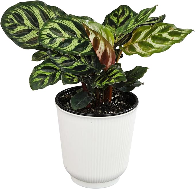 Altman Plants Calathea Live Plant Decor, Makoyana Prayer Plant in 4 Inch White Plastic Plant Pot, Easy Plant Gift, Pet Friendly Plants, Unique Desk Plant, House Plant in Indoor Plant Potting Soil Mix